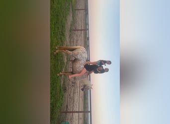 American Quarter Horse, Mare, 7 years, 14,1 hh, Palomino