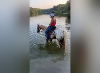 American Quarter Horse, Mare, 7 years, 14,1 hh, Palomino