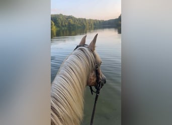 American Quarter Horse, Mare, 7 years, 14,1 hh, Palomino