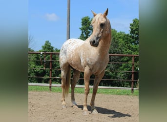 American Quarter Horse, Mare, 7 years, 14,1 hh, Palomino