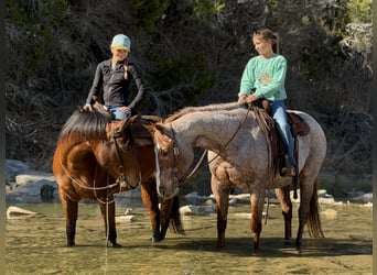 American Quarter Horse, Mare, 7 years, 14,2 hh, Bay