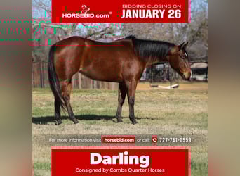 American Quarter Horse, Mare, 7 years, 14,2 hh, Bay