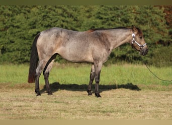 American Quarter Horse, Mare, 7 years, 14,2 hh, Buckskin