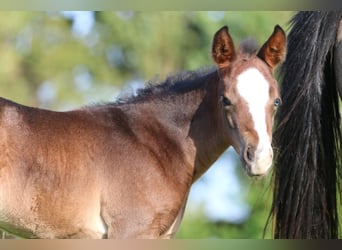 American Quarter Horse, Mare, 7 years, 14,2 hh, Buckskin