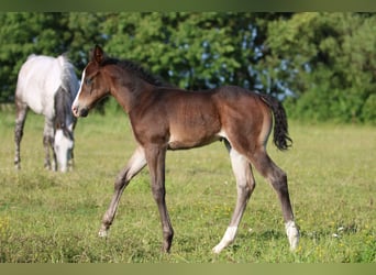 American Quarter Horse, Mare, 7 years, 14,2 hh, Buckskin