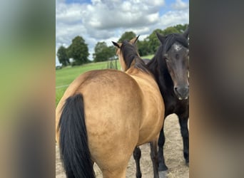 American Quarter Horse, Mare, 7 years, 14,2 hh, Buckskin