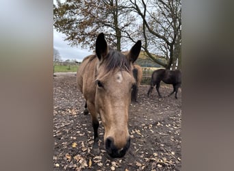 American Quarter Horse, Mare, 7 years, 14,2 hh, Buckskin