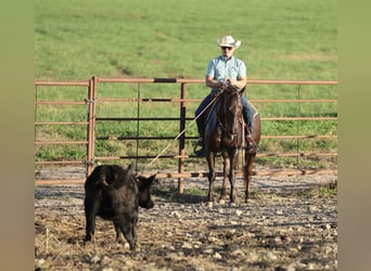 American Quarter Horse, Mare, 7 years, 14,2 hh, Chestnut