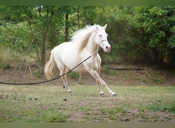 American Quarter Horse, Mare, 7 years, 14,2 hh, Cremello
