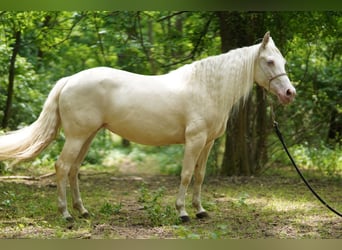 American Quarter Horse, Mare, 7 years, 14,2 hh, Cremello