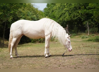 American Quarter Horse, Mare, 7 years, 14,2 hh, Cremello