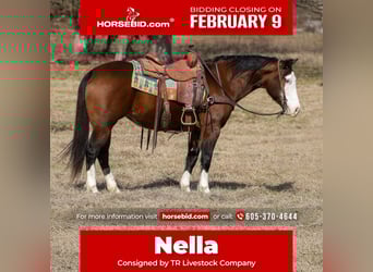 American Quarter Horse, Mare, 7 years, 14,3 hh, Bay