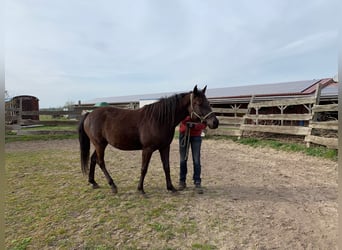 American Quarter Horse Mix, Mare, 7 years, 14,3 hh, Black