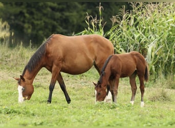 American Quarter Horse, Mare, 7 years, 14,3 hh, Brown