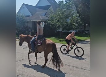 American Quarter Horse, Mare, 7 years, 14,3 hh, Rabicano
