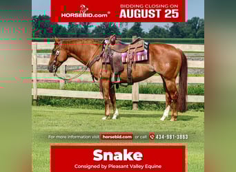 American Quarter Horse, Mare, 7 years, 14,3 hh, Rabicano