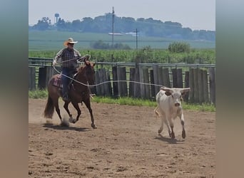 American Quarter Horse, Mare, 7 years, 14,3 hh, Rabicano