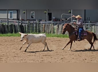 American Quarter Horse, Mare, 7 years, 14,3 hh, Rabicano