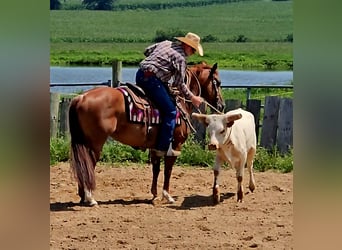 American Quarter Horse, Mare, 7 years, 14,3 hh, Rabicano
