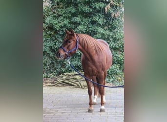 American Quarter Horse, Mare, 7 years, 14,3 hh