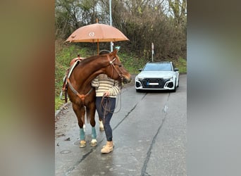 American Quarter Horse, Mare, 7 years, 14,3 hh