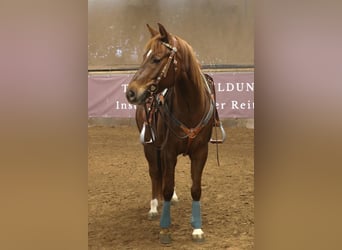 American Quarter Horse, Mare, 7 years, 14,3 hh
