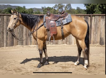 American Quarter Horse, Mare, 7 years, 15.1 hh, Buckskin
