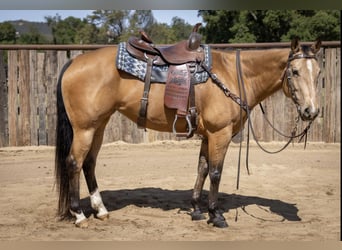 American Quarter Horse, Mare, 7 years, 15.1 hh, Buckskin