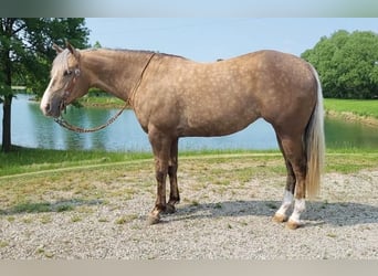 American Quarter Horse, Mare, 7 years, 15.1 hh, Palomino