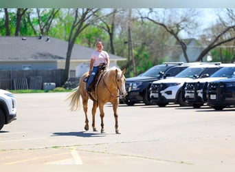 American Quarter Horse, Mare, 7 years, 15.1 hh, Palomino
