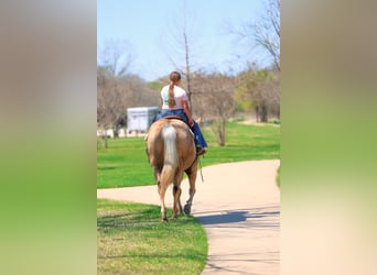 American Quarter Horse, Mare, 7 years, 15.1 hh, Palomino
