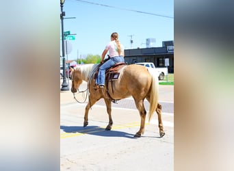 American Quarter Horse, Mare, 7 years, 15.1 hh, Palomino