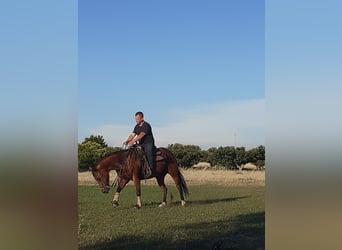 American Quarter Horse, Stute, 7 Jahre, 15,2 hh, Hellbrauner