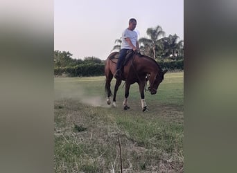 American Quarter Horse, Stute, 7 Jahre, 15,2 hh, Hellbrauner