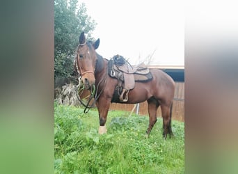 American Quarter Horse, Stute, 7 Jahre, 15,2 hh, Hellbrauner