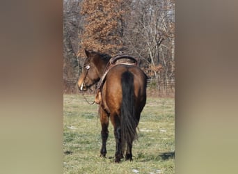 American Quarter Horse Mix, Mare, 7 years, 15.2 hh, Buckskin