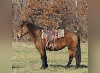American Quarter Horse Mix, Mare, 7 years, 15.2 hh, Buckskin
