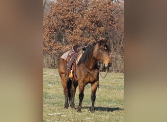 American Quarter Horse Mix, Mare, 7 years, 15.2 hh, Buckskin