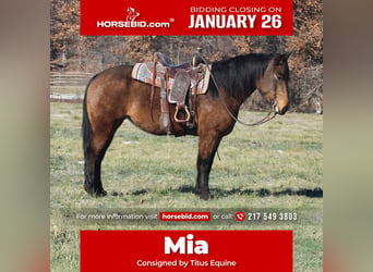 American Quarter Horse Mix, Mare, 7 years, 15.2 hh, Buckskin