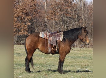 American Quarter Horse Mix, Mare, 7 years, 15.2 hh, Buckskin