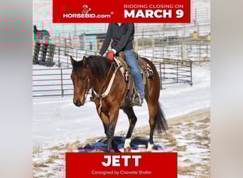 American Quarter Horse, Mare, 7 years, 15.3 hh, Bay