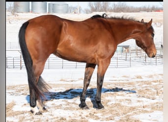 American Quarter Horse, Mare, 7 years, 15.3 hh, Bay