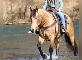 American Quarter Horse, Mare, 7 years, 15.3 hh, Buckskin
