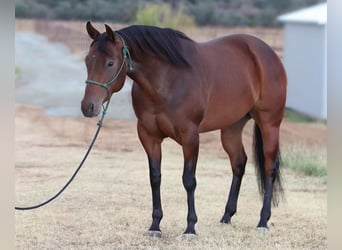 American Quarter Horse, Mare, 7 years, 15 hh, Bay
