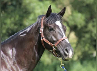 American Quarter Horse, Mare, 7 years, 15 hh, Black