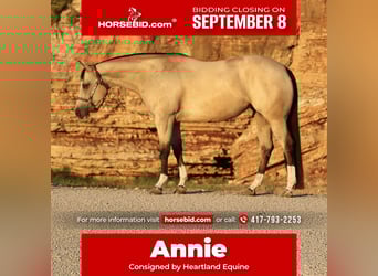 American Quarter Horse, Mare, 7 years, 15 hh, Buckskin