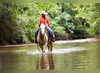 American Quarter Horse, Mare, 7 years, 15 hh, Cremello