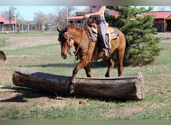 American Quarter Horse, Mare, 7 years, 15 hh, Dun