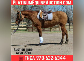 American Quarter Horse, Mare, 7 years, 15 hh, Dun