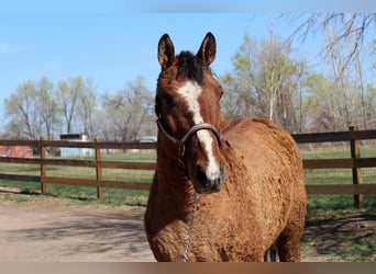 American Quarter Horse, Mare, 7 years, 15 hh, Dun